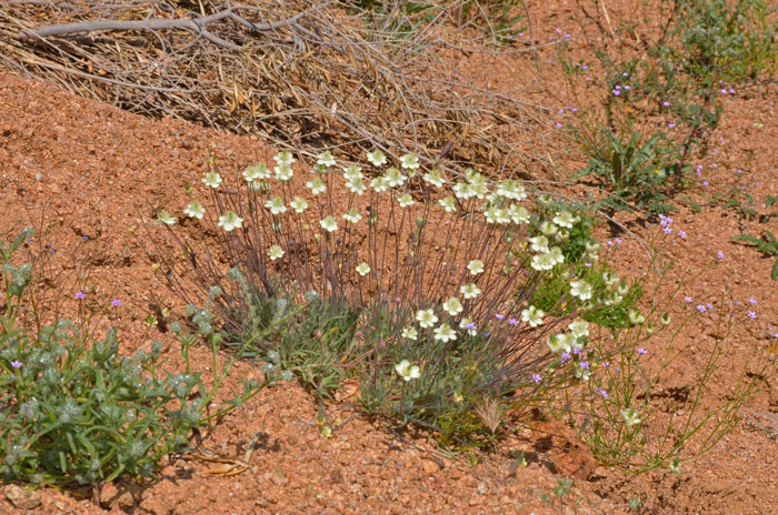 Platystemon californicus, Creamcups Platystemon californicus, Creamcups